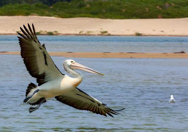 Izleglo se 58 pelikana na Skadarskom jezeru