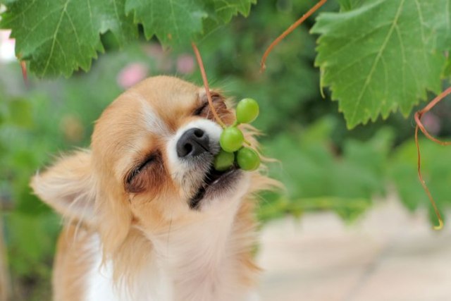 Zašto je grožđe opasno za pse i mačke?