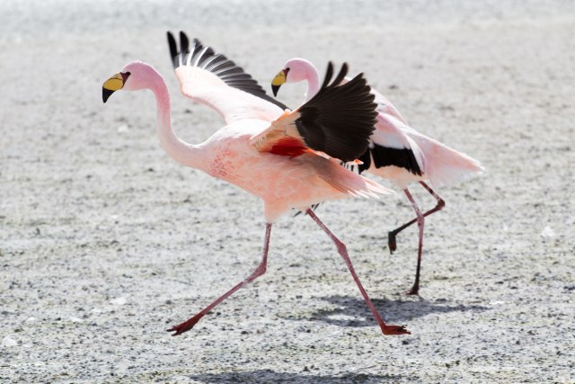 Andski flamingosi posle 15 godina izlegli jaja usled tropske vrućine
