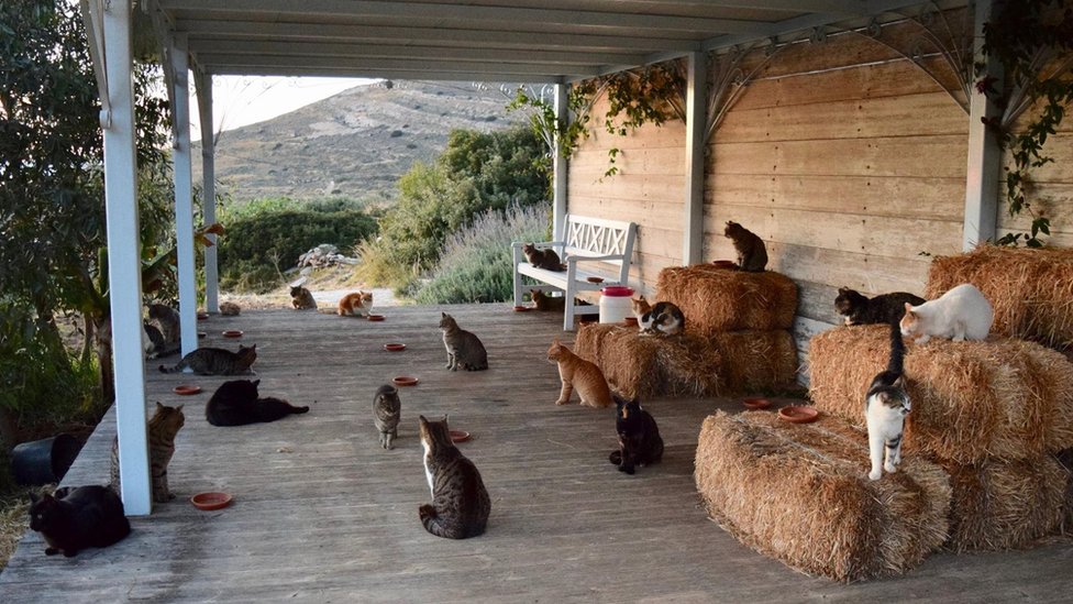 Život na idiličnom grčkom ostrvu? Samo ako volite mačke