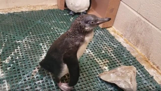 Prizor koji će vam ulepšati dan: Beba pingvin uči da pliva VIDEO