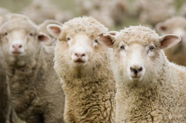 Šta australijske ovce imaju sa izraelskim nuklearnim probama?