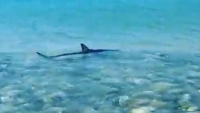 U omiljenom letovalištu Srba snimljena ajkula u pliæaku VIDEO