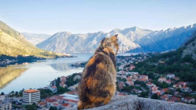 Kako su maèke postale neslužbeni simbol ovog mediteranskog grada?
