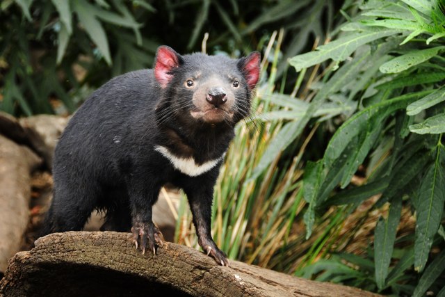 Nađeni zdravi tasmanijski đavoli, postoji nada da vrsta neće izumreti