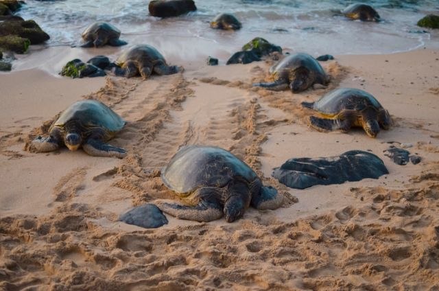 Više od 120 mrtvih kornjaèa pronaðeno na plaži u Meksiku