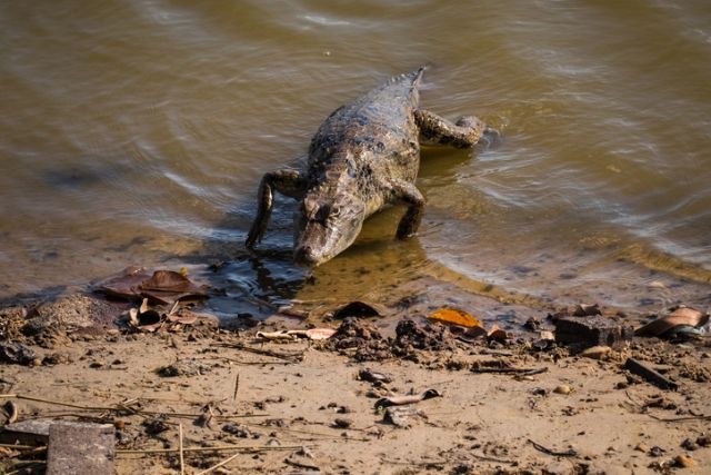 Žena poginula štiteæi psa od aligatora