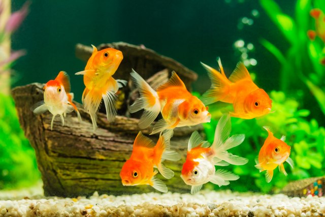 Pariski Akvarijum utoèište za ribice koje napuste vlasnici