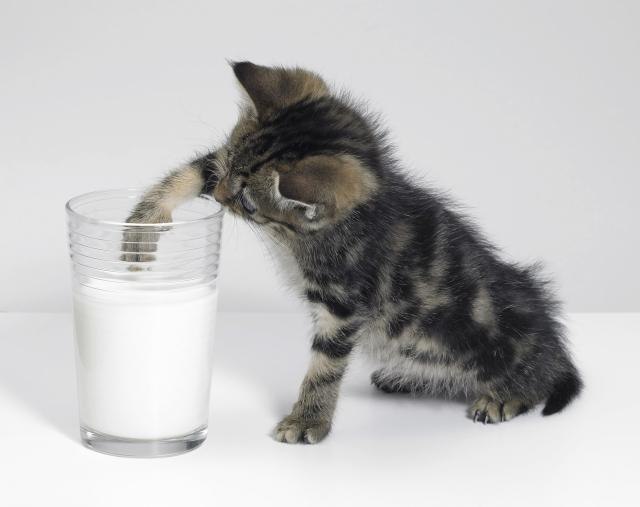 Da li je mleko dobro za mace?