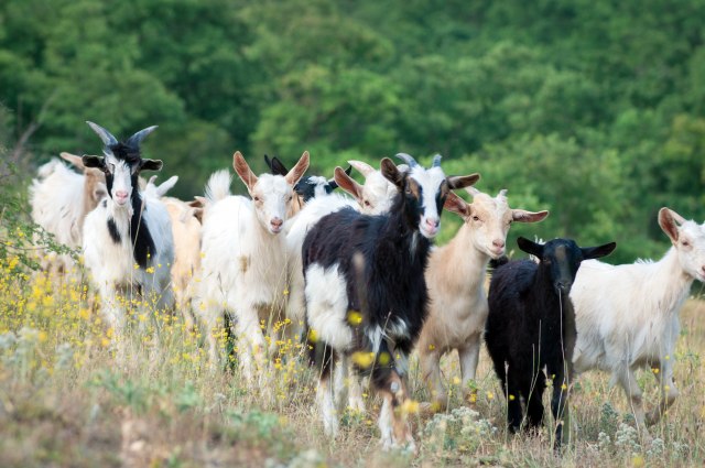 Turski niželigaš prodao mlade fudbalere da bi kupio koze