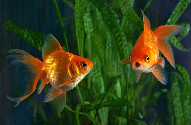 Akvarijum nudi spas za pariske zlatne ribice