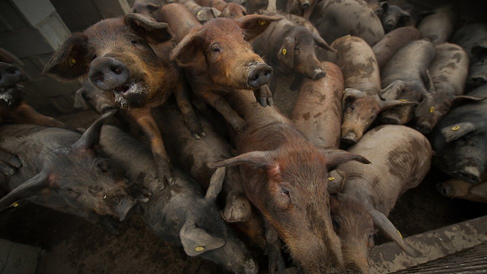 Broj zaklanih svinja u Španiji veći od broja stanovnika