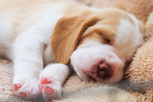Koliko sna je potrebno vašem psu?