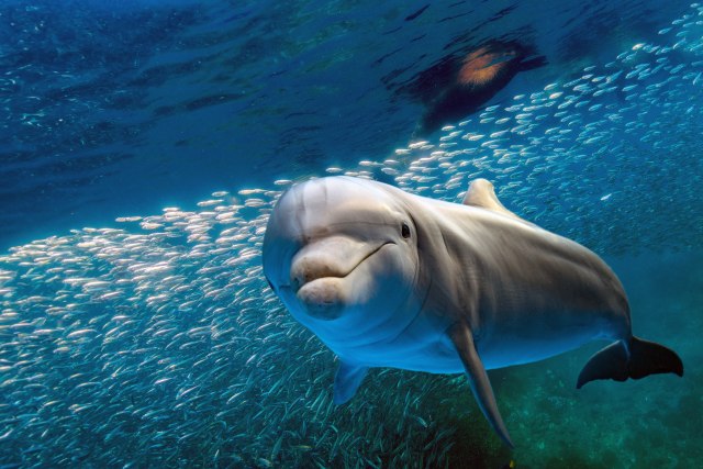 Francuzi zabranili kupanje na plaži zbog "napaljenog" delfina