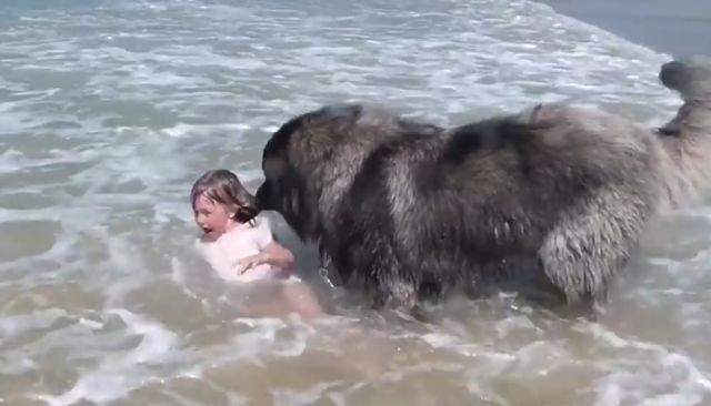 Pas skoèio u vodu kada je video devojèicu "u nevolji" VIDEO