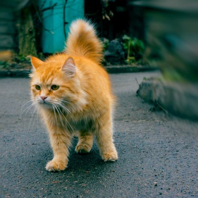 Novozelandsko selo želi da zabrani maèke jer su "štetoèine"