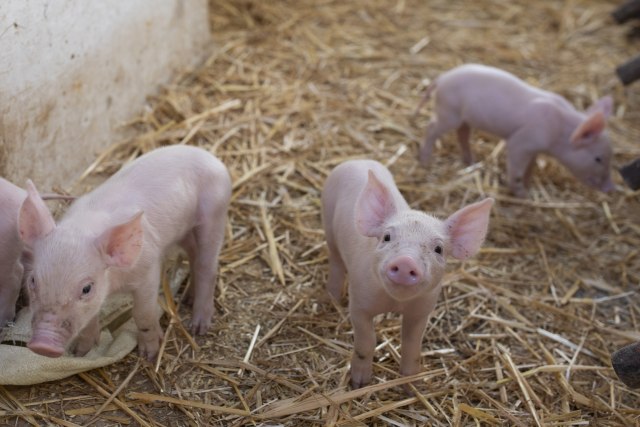 Prvi sluèajevi svinjskog gripa u Bugarskoj