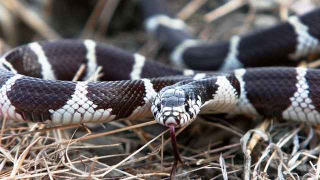 Ovih pet zmija ljudi najèešæe drže u svojim domovima