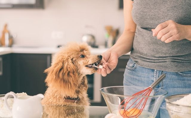 Koju ljudsku hranu ne smete da dajete svom psu?