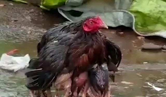 Uprkos oluji, ova kokoška je uèinila sve da zaštiti svoju mladunèad