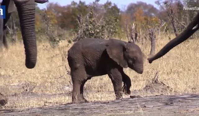 Mladunče slona ugroženo: Najtužniji prizor iz afričke divljine
