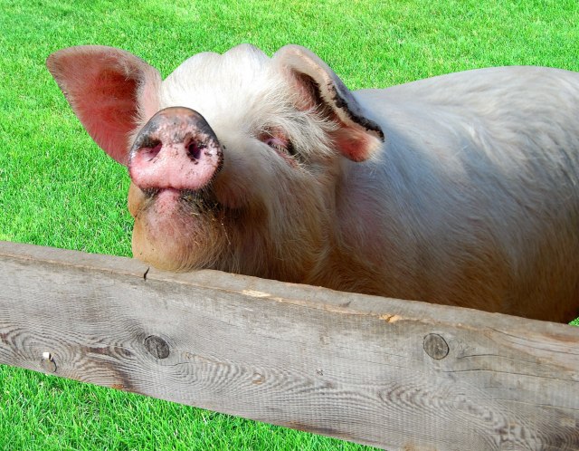 Upozorenje: Širi se smrtonosna svinjska groznica
