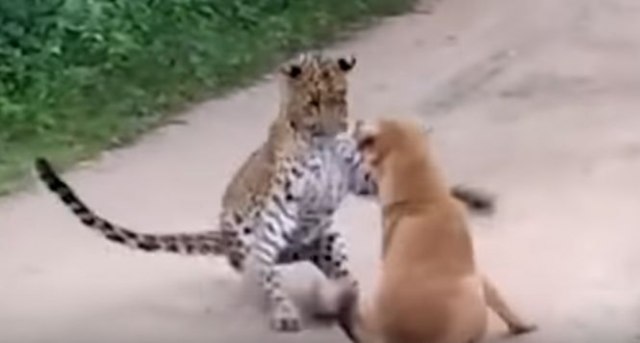 Ovo se zove hrabrost: Pogledajte neverovatnu borbu psa i leoparda