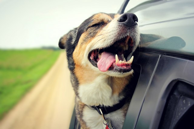 Zašto treba da pravite pauze ako putujete sa psom?