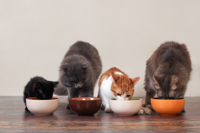Nekoliko recepata da u kuhinji spremite prave poslastice vašoj maèki