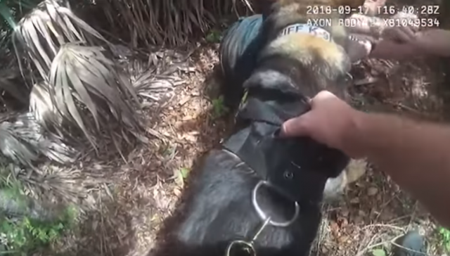 Policijski pas uhvatio otmičara deteta VIDEO