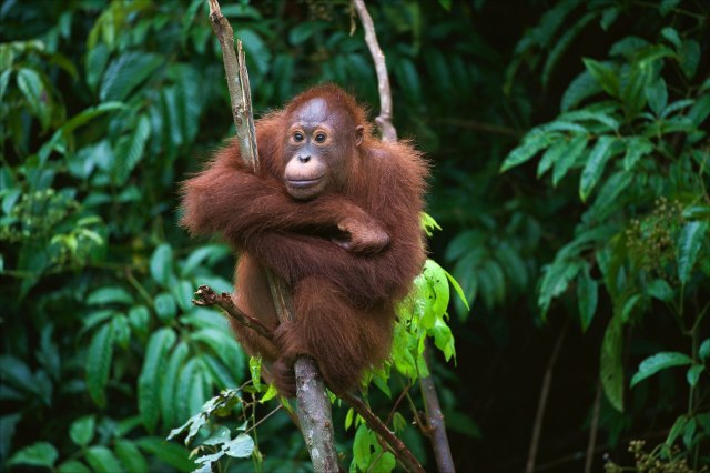 Zbog palminog ulja preti izumiranje još jedne ugrožene vrste