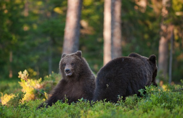 Dva medveda iz Slovenije se sele u Pirineje