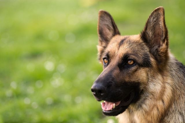 Kolumbijska policija poslala u penziju službene pse
