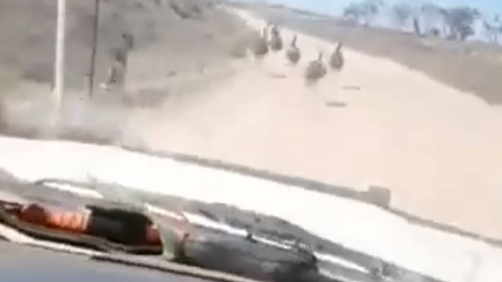 Australija: Uhapšen vozaè koji je nemilosrdno gazio emue