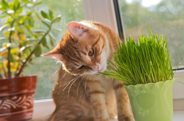 Biljke umirujuće i lekovito deluju na mace