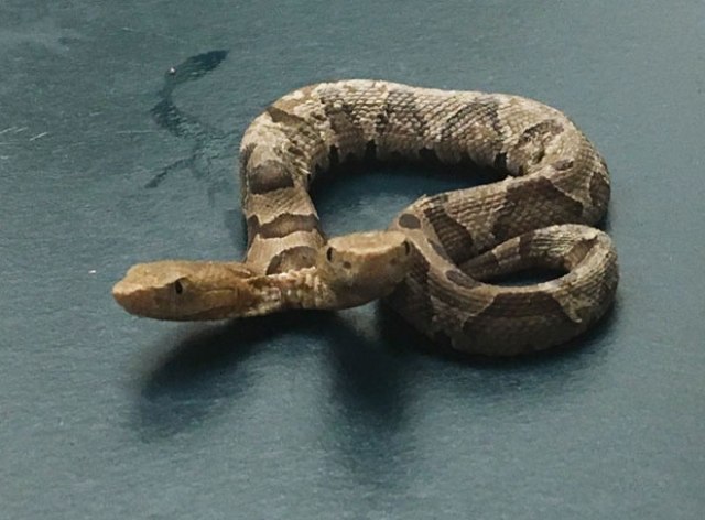 Pronaðena otrovna zmija koja ima dve glave VIDEO