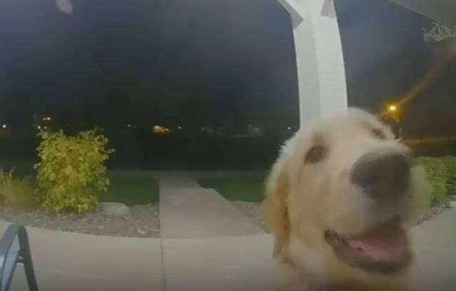 Pas pobegao od kuæe, a onda zvonio na vrata da uðe VIDEO