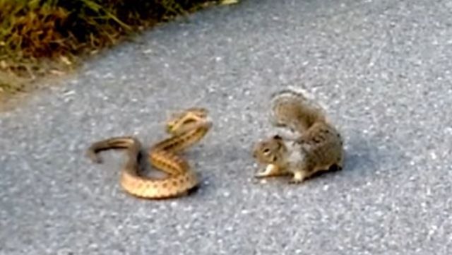 Svirepa borba veverice i zmije otrovnice VIDEO