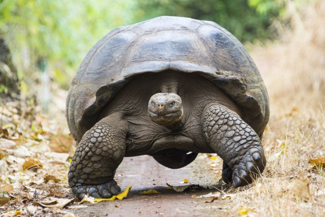 Tajanstvena krađa 123 džinovske kornjače sa Galapagosa