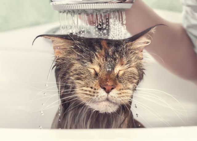 Da li je potrebno kupati macu?