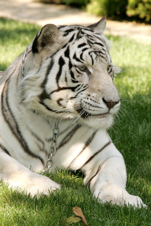 Beli tigar usmrtio čuvara zoološkog vrta