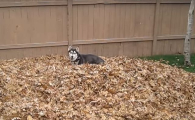Buè je zimski pas koji obožava jesenje èarolije VIDEO