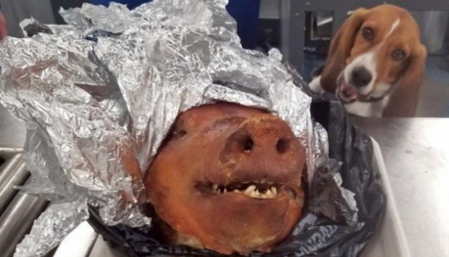 Pažnja pred praznike: Obučeni pas otkriva pečenu prasetinu u prtljagu
