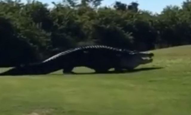 "Godzila se vratila": Džinovski aligator prestravio golfere na Floridi