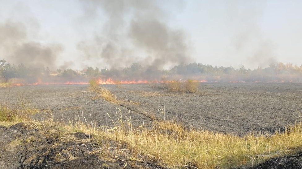 Požar u rezervatu prirode Carska bara: Šta smo izgubili