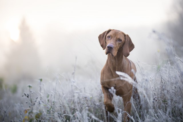 Šta ukazuju neprijatni mirisi vašeg psa i kako da se izborite s njima