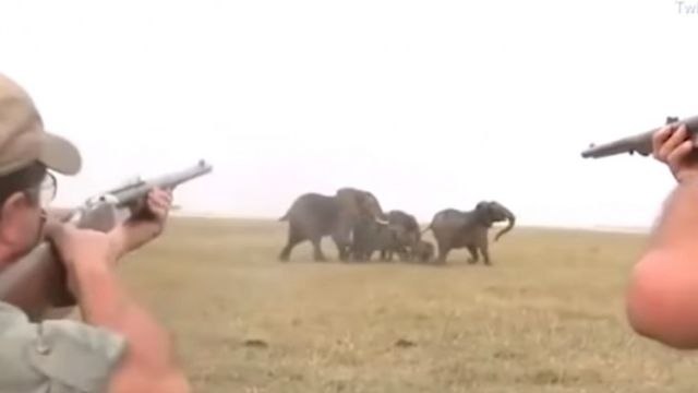 Osveta slonova: Lovci su im ubili predvodnika, a onda je usledio napad