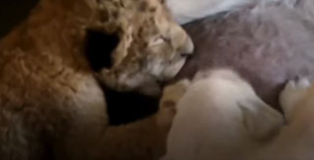 Nesebična ljubav: Ženka psa odgajila mladunče lava
