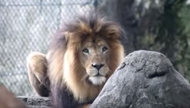 Lavica ubila lava u zoo-vrtu posle osam godina zajedničkog života