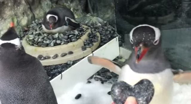 Gej pingvini će uskoro postati roditelji VIDEO